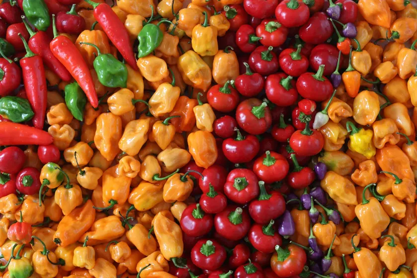 Hero image for Chili Peppers Around the World: A Regional Guide to Global Varieties